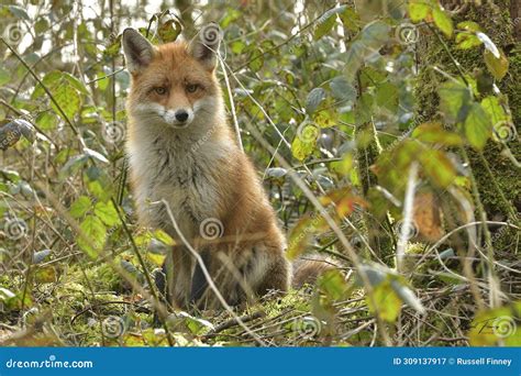 Red Fox Scientific Name: Vulpes Vulpes Stock Image - Image of rspb ...