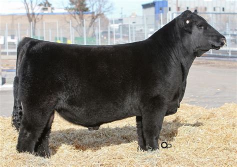 2024 Sire Directory by American Maine-Anjou Association - Issuu