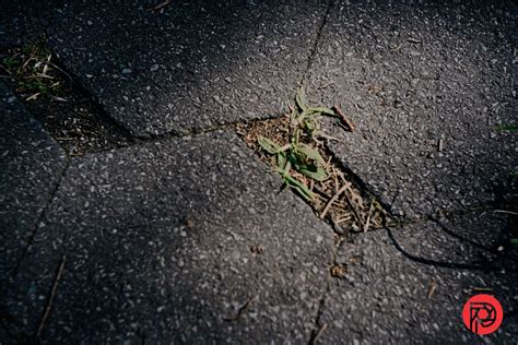 Aurelio Ramos LUMIX LUT Review: Solara and Superlush