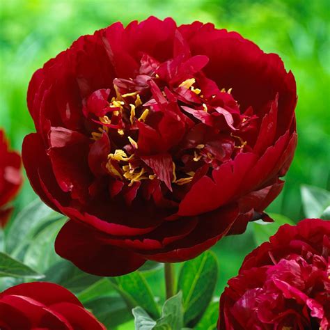 Paeonia 'Buckeye Belle' - Kiefer Nursery: Trees, Shrubs, Perennials