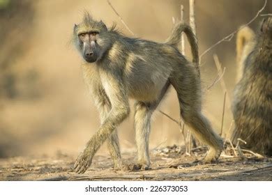Image result for Baboon Side View