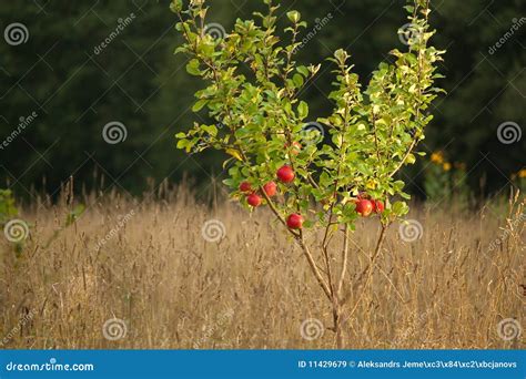 Image result for Small Apple Tree Farm