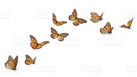 Butterfly Flying Drawing