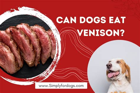 Can Dogs Eat Venison? [Is it Safe Not?] - Simply For Dogs