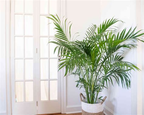 30 Indoor Plants That Like Direct Sunlight
