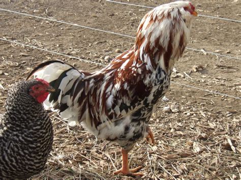 Russian Orloff Thread | Page 6 | BackYard Chickens - Learn How to Raise ...
