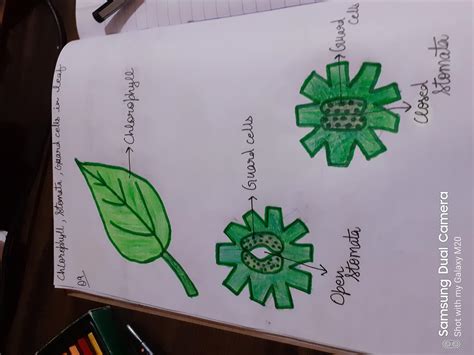 draw the diagram of leaves showing chlorophyll and stomata - Brainly.in