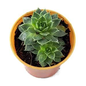 Desi Gardener Vishnu Kamal Succulent Live Plant Indoor Outdoor With ...