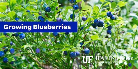 Growing Blueberries, Suwannee River Regional Library, Live Oak, 22 ...