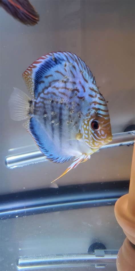 Image result for Turquoise Discus Fish