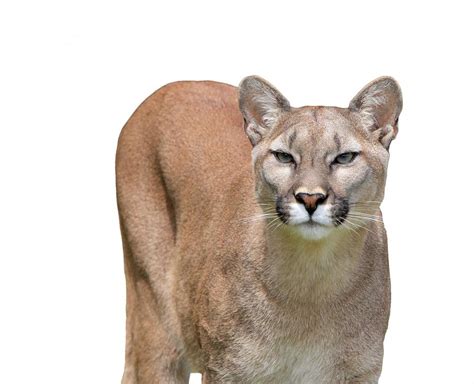 Image result for Animal Images On Python Program