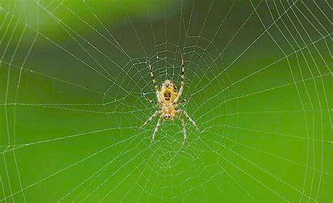 最漂亮的蜘蛛是什么呢？ - 知乎