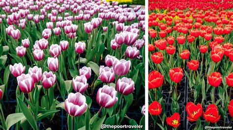 Go to Flower Market 的图像结果