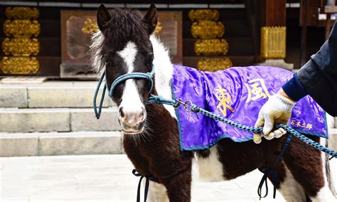 相模國一國一社【平塚八幡宮】神奈川県・湘南平塚市の神社
