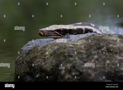 Image result for Red Tail Python Facts