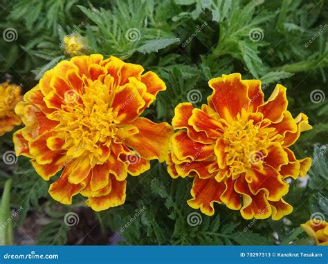 Blooming Marigold Yellow and Orange Color in Flower Garden Stock Image ...