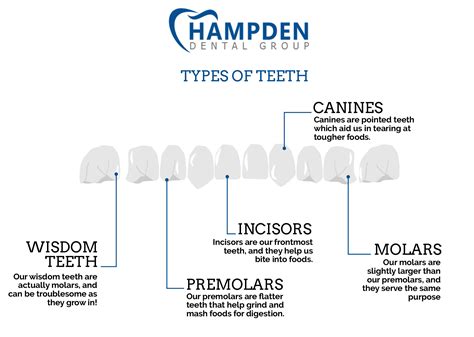 Types Of Teeth Shapes