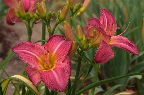 How to Grow and Care for Daylilies