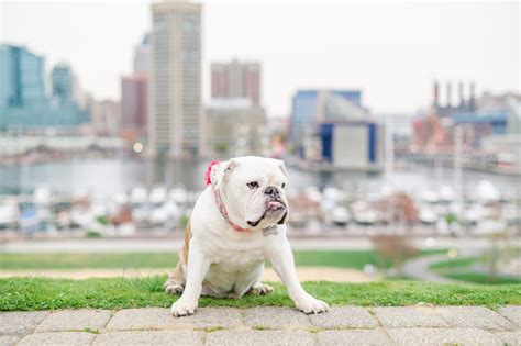 Baltimore, Maryland Pet Mini Session | Lindsey and Molly - Cait Kramer Photography