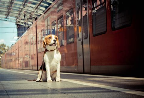 Are Dogs Allowed on Amtrak Trains? What You Need To Know!