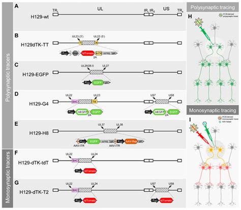 IJMS | Special Issue : Herpes Simplex Virus: From Reactivation to Assembly