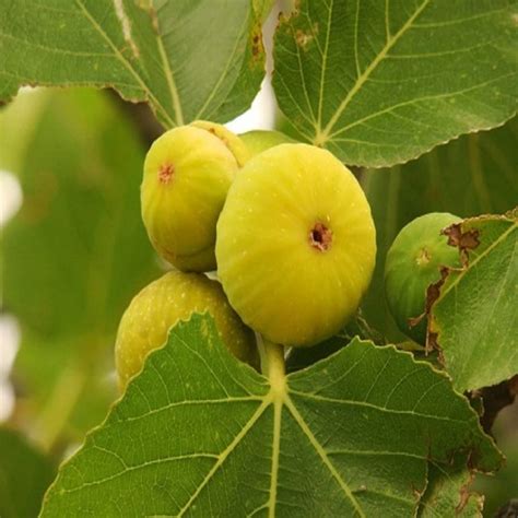 Healthy Vibe With Green Anjeer (Fig) Live Plant – Fast-Growing, Fruit ...