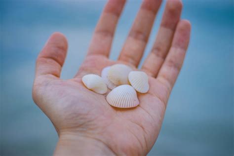 Image result for Shells Lil