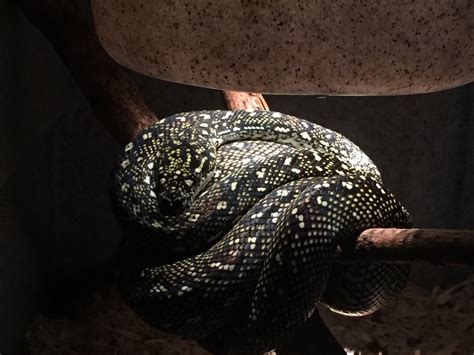 Image result for Pure Diamond Python