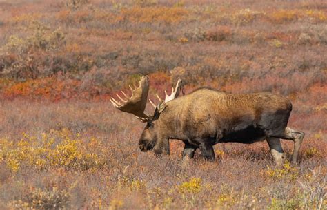 More shrubs means way more moose in western Alaska - Anchorage Daily News