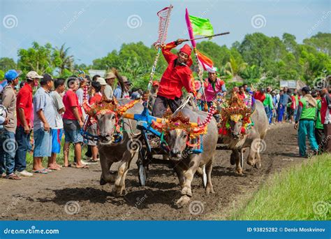 Traditional Balinese Water Buffalo Races Makepung in Negara Editorial Photography - Image of ...