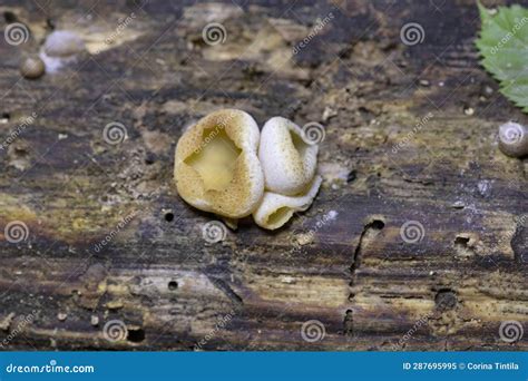 Peziza Domiciliana, Commonly Known As the Domicile Cup Fungus, is a Species of Fungus in the ...