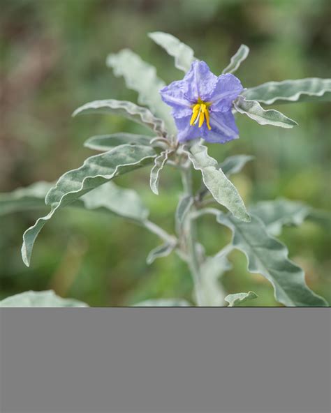 Solanum elaeagnifolium (Silverleaf Nightshade) - FSUS