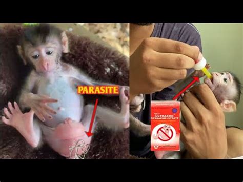 Image result for Bug Infested Baby Monkey