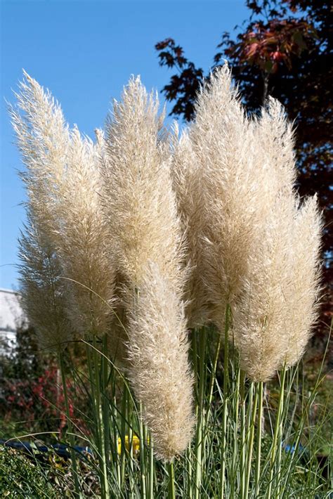 Pampas Grass | ubicaciondepersonas.cdmx.gob.mx