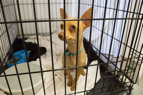 What Is Devocalization? Oregon Court Asks Couple To Surgically ‘Debark ...