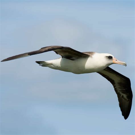 64 Endemic Birds of Hawaii: Checklist for Birding in Hawaii | JustBirding