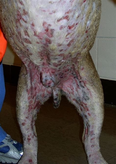 Linfoma en perros - Sistema circulatorio - Manual de veterinaria de MSD