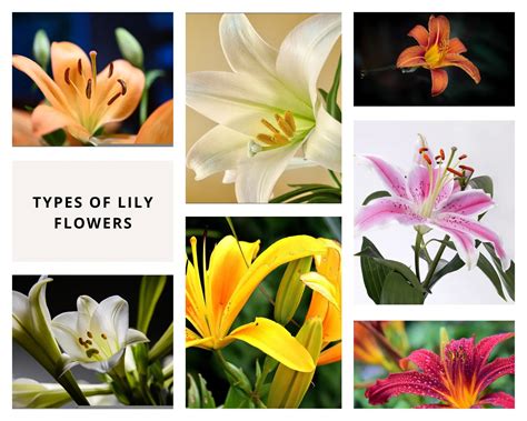 20 Most Popular Types of Lily Plant | How to care and grow Lily?