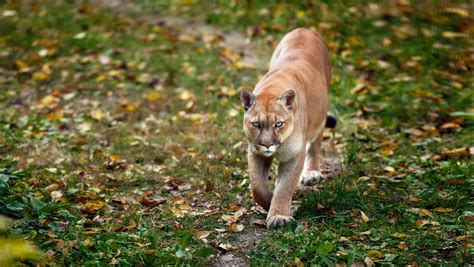 What To Do If You Encounter a Mountain Lion | Bachus & Schanker