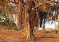 Image result for How Does Int Work in SQL