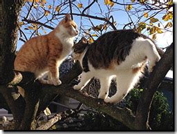 Image result for Different Authentication Methods for API