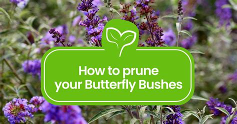 Butterfly Bush Pruning