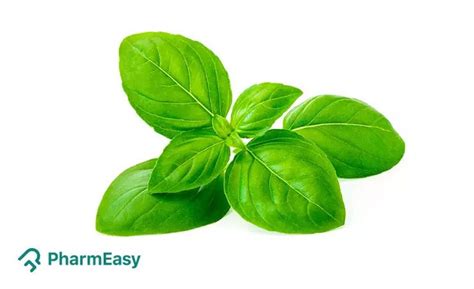Basil Leaves: Uses, Benefits, Side Effects & More | PharmEasy
