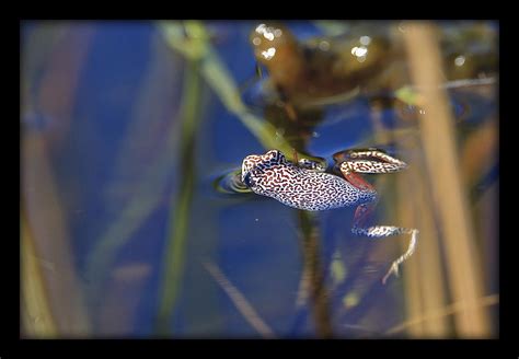 Buy WallsnArt, Animal Modern Framed Art Work Painting With out glass ...