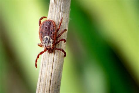 Image result for Embedded Deer Tick