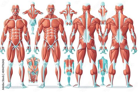 Image result for Muscle Groups and Functions
