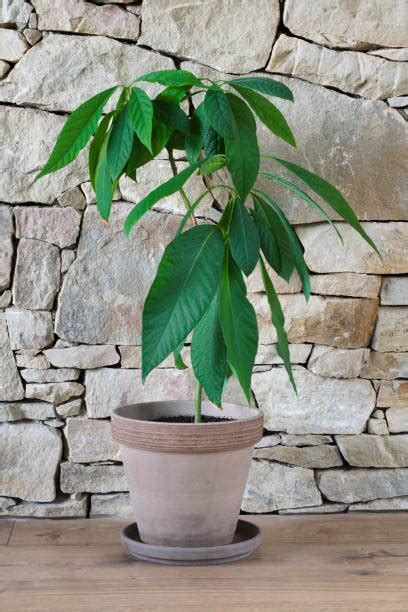 Image result for Small Avocado Tree