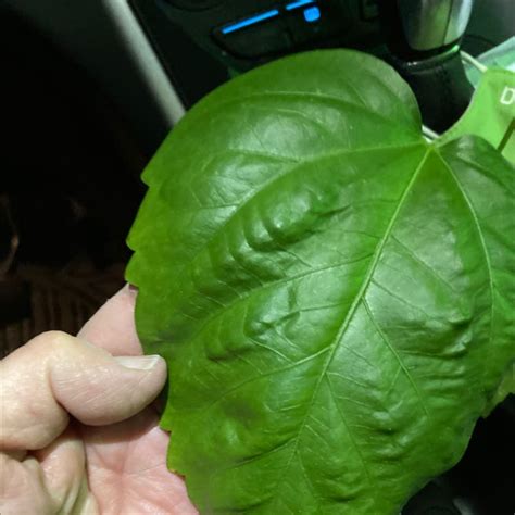 Image result for Root Rot Hibiscus