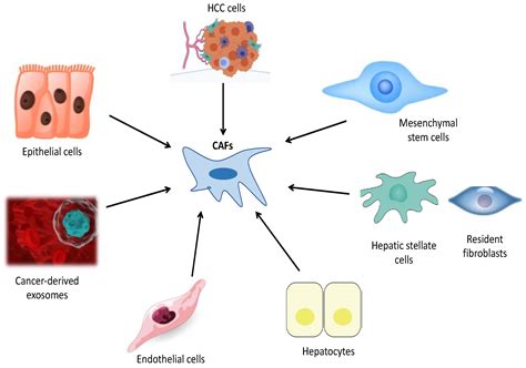 Cancer-Associated Fibroblasts in Hepatocellular Carcinoma ...