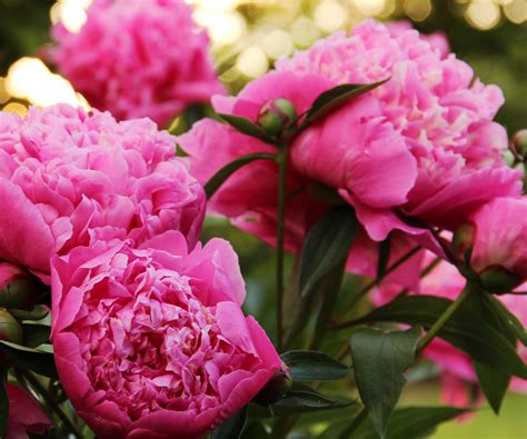 How to winterize peonies | Homes and Gardens